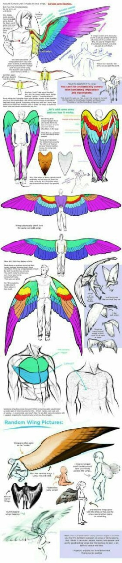 DrQube's folder of random animal and furry anatomy 2d study (tutorial) page 2